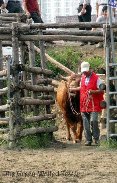 bullfighting 5